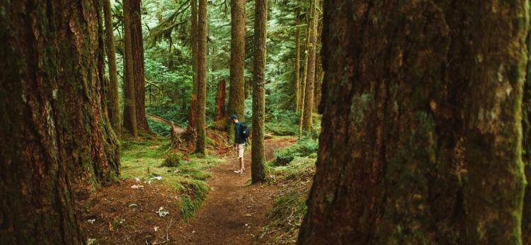 Young male hikes around Mt. Rainier in Washington