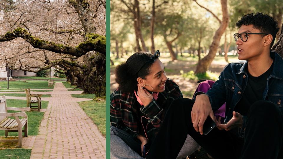 Young multiracial friends having a conversation and talking in the park during an autumn day. And Spring Cherry Blossoms On The University Of Washington Campus In Seattle, Washington