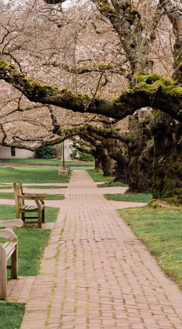 Spring Cherry Blossoms On The University Of Washington Campus In Seattle, Washington